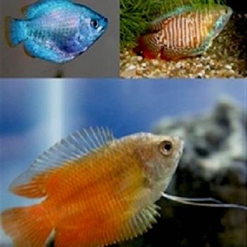 Colisa lalia mix - Dwarf gourami mix L